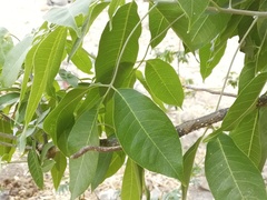Casimiroa edulis