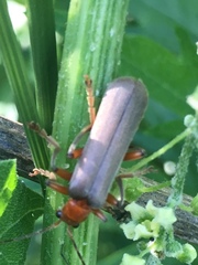 Pacificanthia consors