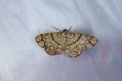 Heterostegane warreni