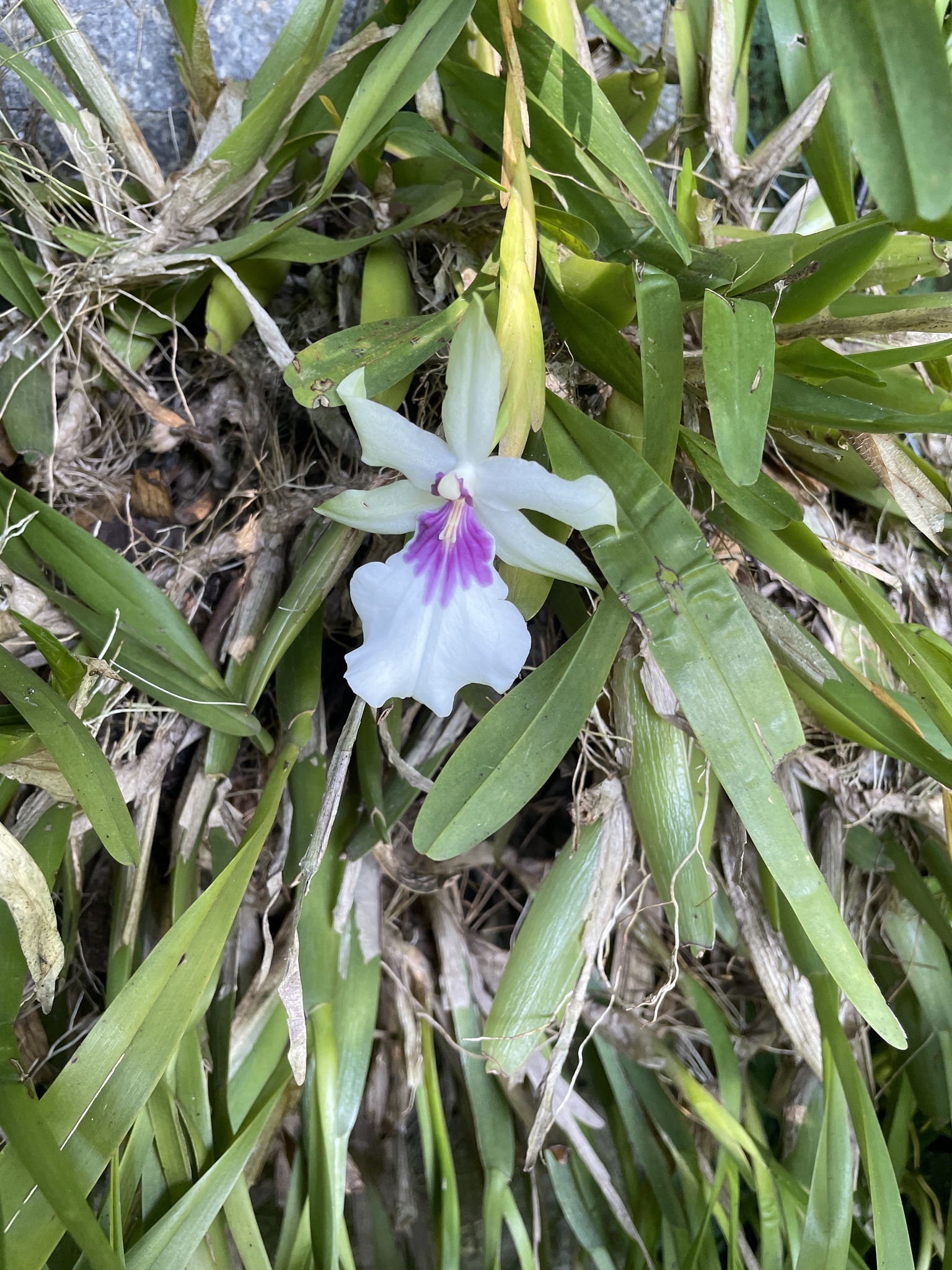 Imagem de Orquídea