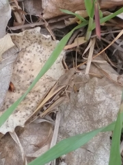 Pardalophora apiculata