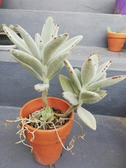Kalanchoe tomentosa
