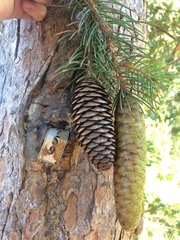 Picea smithiana