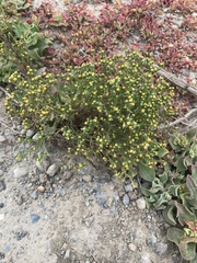 Amblyopappus pusillus