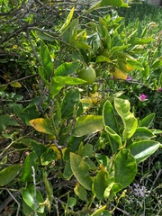 Citrus × latifolia
