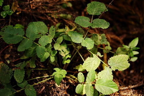 Wuyi Mountain Sage (Salvia adiantifolia)