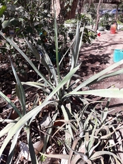 Agave vivipara