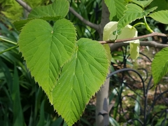 Davidia involucrata