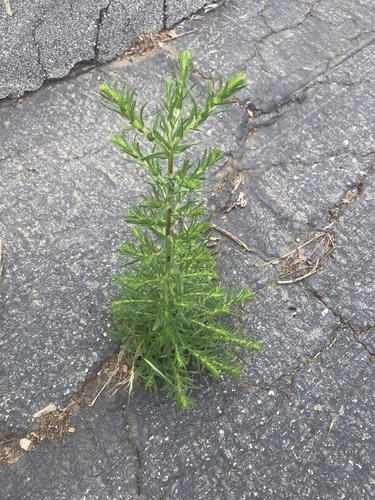 iNaturalist observation photo of Monterey Cypress