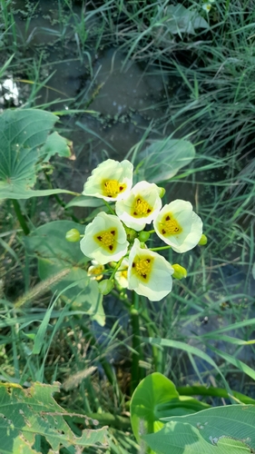 Sagittaria montevidensis