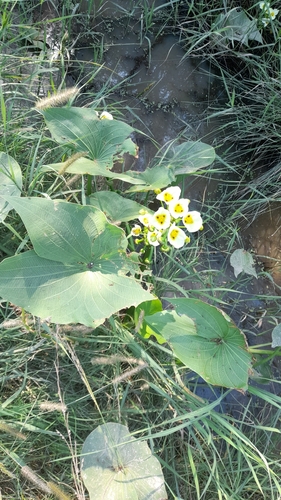 Sagittaria montevidensis, photograph 1