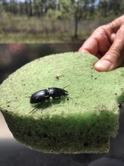 Pasimachus marginatus