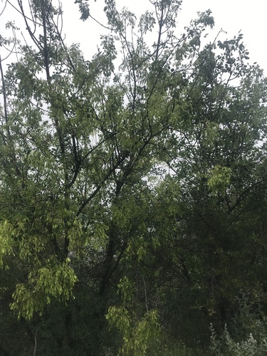 iNaturalist observation photo of Dicots