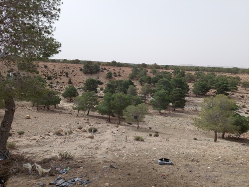 Aleppo pine