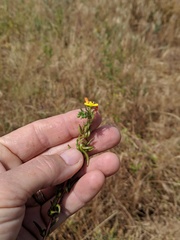 Camissoniopsis lewisii