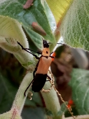 Chauliognathus heros