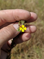 Camissoniopsis lewisii