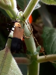 Chauliognathus heros