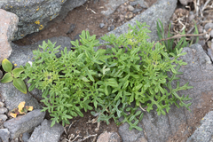 Solanum brachyantherum