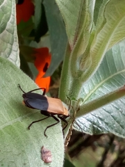 Chauliognathus heros