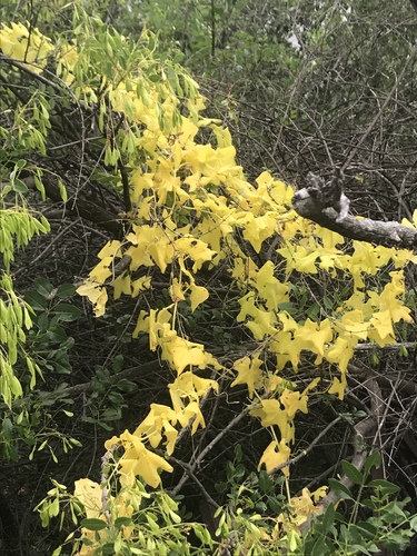 iNaturalist observation photo of Common Laburnum