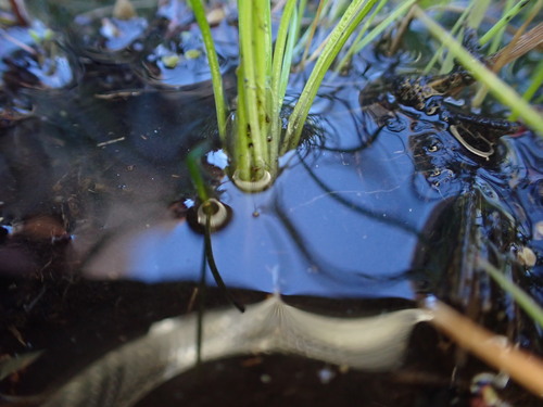 Image of Isoetes nuttallii by no rights reserved