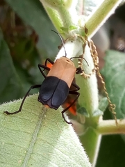 Chauliognathus heros