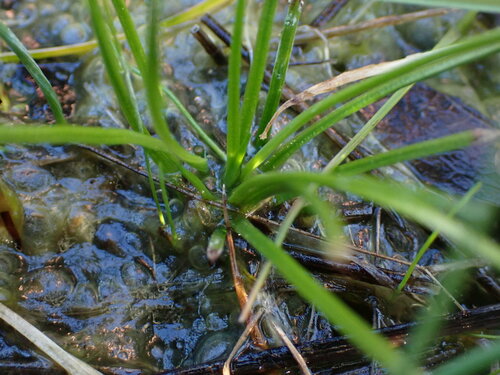 Image of Isoetes nuttallii by no rights reserved