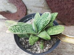 Gasteria