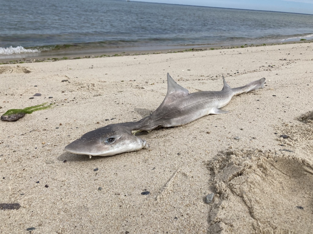 Atlantic smooth dogfish (Mustelus canis) — Triakidae