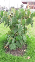 Croton magdalenensis