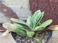 Gasteria