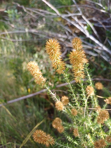 Image of Seriphium cinereum by no rights reserved