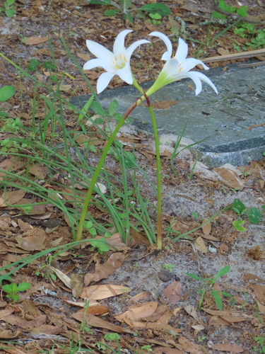 Image of Zephyranthes treatiae by no rights reserved