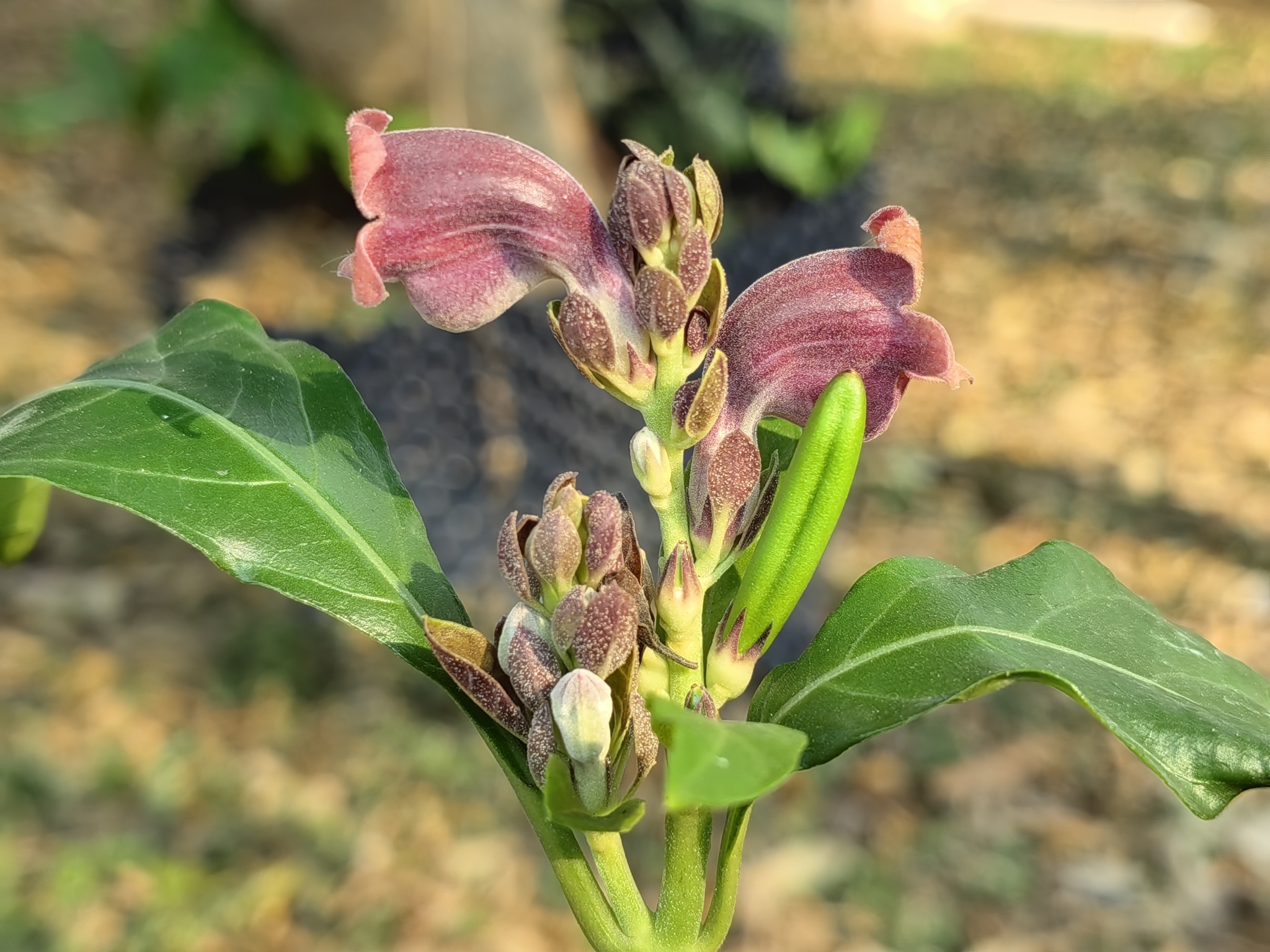 Phlogacanthus pulcherrimus