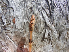 Equisetum arvense image
