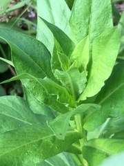 Plectocephalus americanus