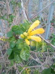 Tecomaria capensis