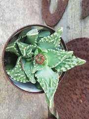Faucaria