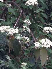 Viburnaceae