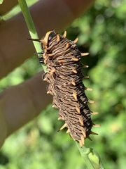 Battus polydamas