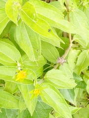 Arthropoda