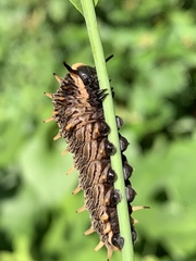Battus polydamas