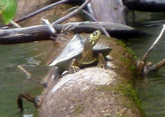 Graptemys ouachitensis