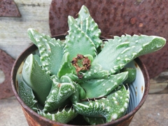 Faucaria