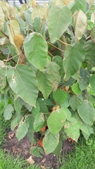 Croton magdalenensis