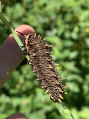 Battus polydamas