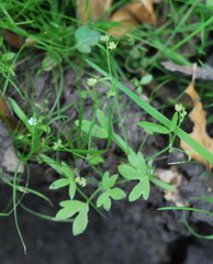 Ranunculus hebecarpus