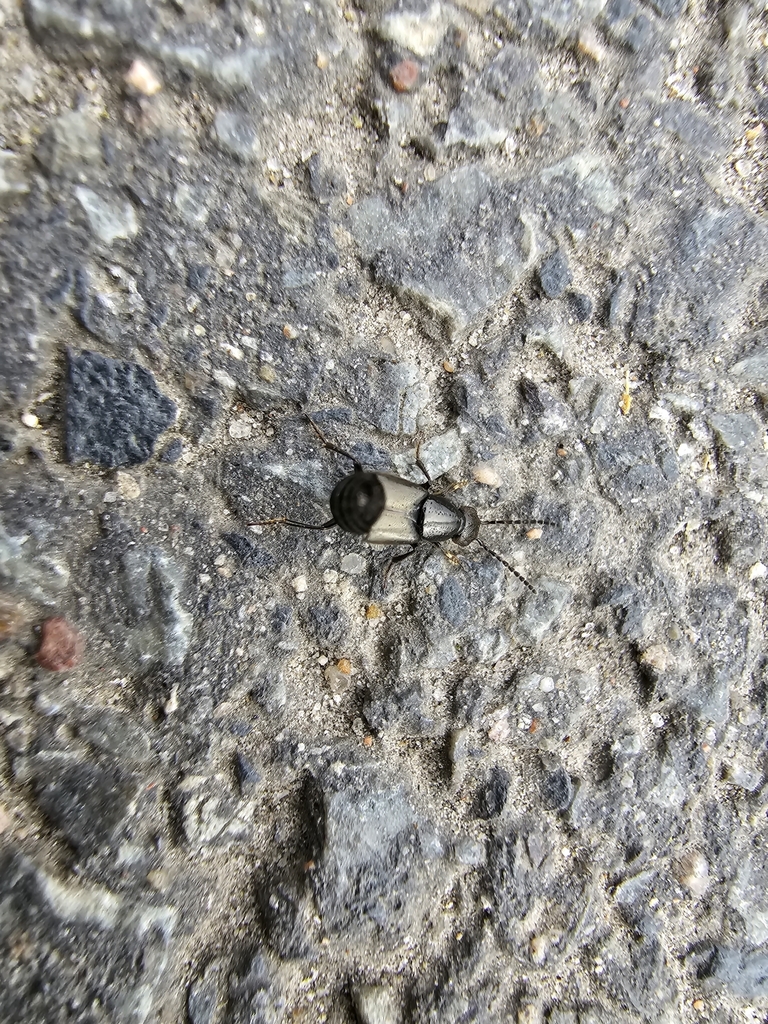Philonthus punctus