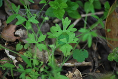 Ranunculus hebecarpus